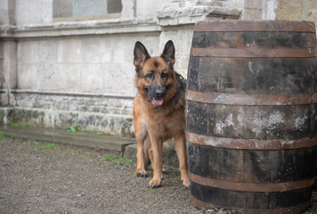 German shepherd dog watching from behind wooden barrels