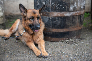 Beautiful Alsatian dog laying down and waiting outdoors in winter 