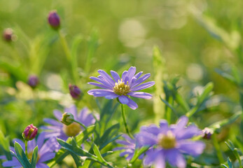 Close-up view of the daisy flowers on sunny day