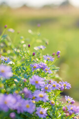 Close-up view of the daisy flowers on sunny day