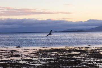 Naklejka premium heron on the beach at the sunset