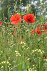 poppy flowers in field