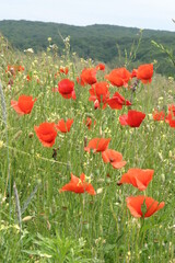 Obraz premium poppy field in summer