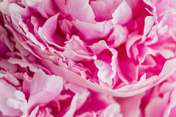 Close up of beautiful pink peony flowers