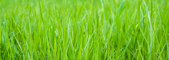 Bright green juicy lawn grass close-up. Fresh beautiful grass. Banner