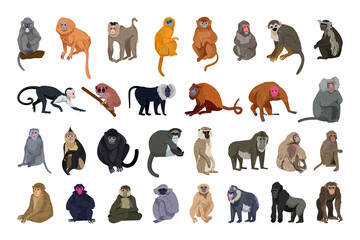 Vector collection of monkeys in a detailed style. - obrazy, fototapety, plakaty