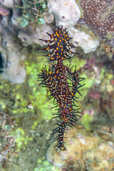 Coral reef South Pacific ornate ghost pipefish