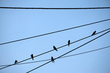 Swallows on a wire
