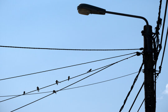 Swallows on a wire