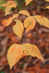 autumn leaves background