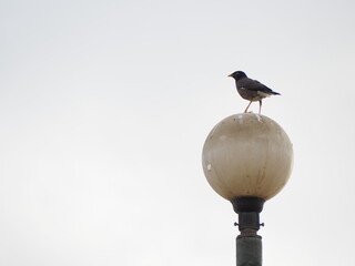 Acridotheres bird over the lamp try to composition 