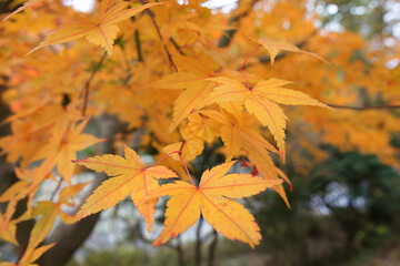 autumn maple leaves