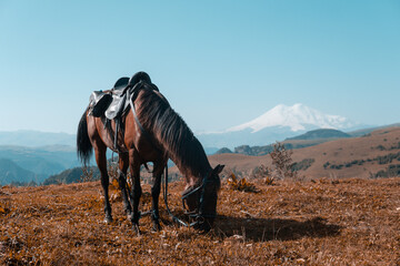 horse on the background of Mount Elbrus