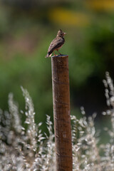A Crested Lark or Galerida cristata sits on a pole in the early morning. Somewhere in the Algarve region of Portugal.