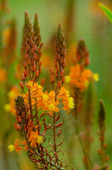 Bulbine frutescens or Orange Bulbine, a plant from South Africa. Algarve Portugal. 