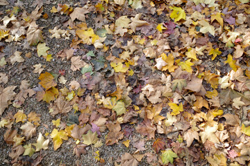 Autumn leaves background