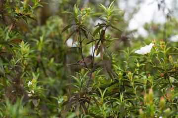 Dartford Warbler or Sylvia undata in the blooming Cistus Ladanifer bushes. Algarve Province in Portugal.