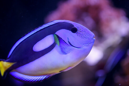 Ein Palettendoktorfisch in einem Meerwasseraquarium.