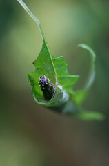 Eine exotische Raupe eines Schmetterlings beim verpuppen in einem Blatt.
