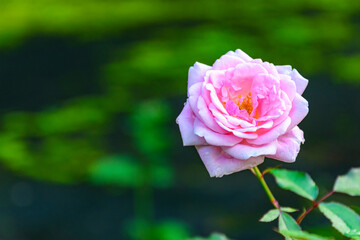 Pink rose flower blooming in garden on blur background