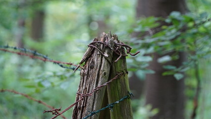 Unkel Germany June 2021 Close-up of an old rusty barbed wire fence in the forest with green background in natural light
