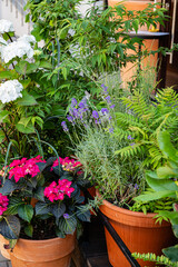 Fototapeta na wymiar Outdoor flower pots for small garden