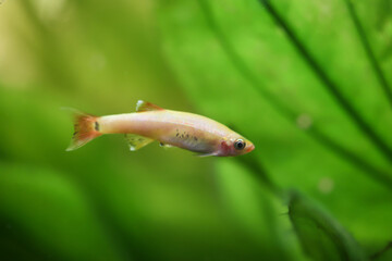 Eine Barbe oder ein Salmler schwimmt in einem Aquarium.