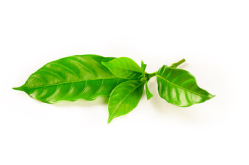 Green coffee leaves isolated on white background