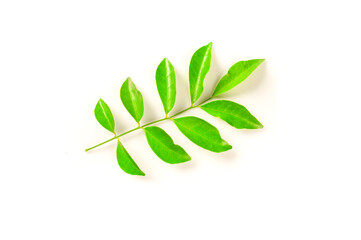Tropical green  leaves isolated on white background.Green leaf.