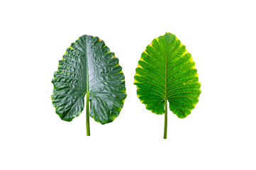 Front and  back Alocasia Portadora houseplant  elephants ear plant leaves isolated  on white background