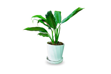 Green house croton leaves in the plant pot isolated on white background.Air purifying tree. © noon@photo