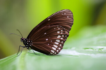 Ein exotischer Schmetterling auf einer Pflanze.
