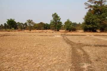 Fototapeta na wymiar dried rice fields on det island (laos) 