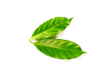 Obraz premium Green coffee leaves isolated on white background