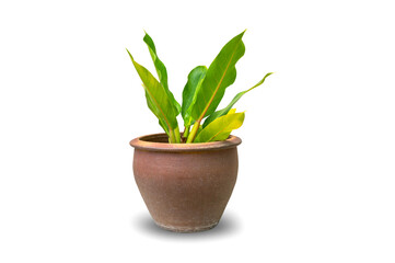 Green house croton leaves in the plant pot isolated on white background.Air purifying tree.