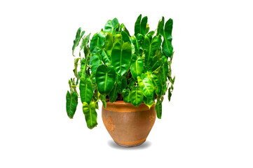 Green house plants leaves in the plant pot isolated on white background.