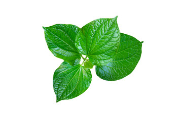 Fresh Piper betel leaf isolated on white background.Green Leaves Beautiful tropical exotic foliage.