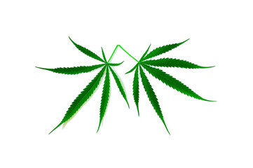 Green cannabis leaf isolated on white background