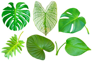 Set of Tropical leaves isolated on white background.