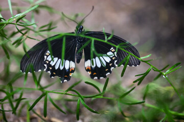 Fototapeta premium Ein exotischer Schmetterling auf einer Pflanze. 