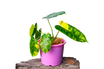 Green house croton leaves in the plant pot isolated on white background.Air purifying tree. © noon@photo