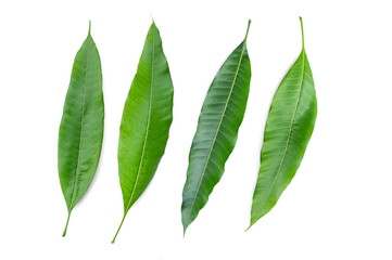 Set of Green mango leaves  isolated on white background