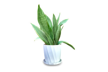 Green house croton leaves in the plant pot isolated on white background.Air purifying tree.