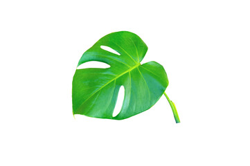 Beautiful Monstera plant leaves isolated on white background.Air purifying leaves.