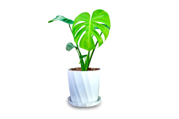 Green house croton leaves in the plant pot isolated on white background.Air purifying tree. © noon@photo