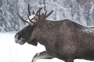 moose in the forest winter in lapland