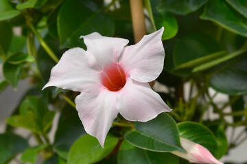 Mandevilla Summerville