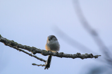 Portrait einer süßen kleinen Schwanzmeise.
