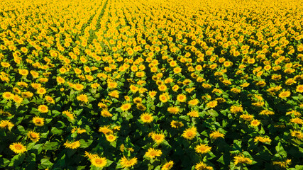 sunflower seed field top view