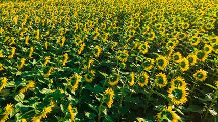 sunflower seed field top view